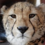 Meeting a cat at Cheetah Outreach